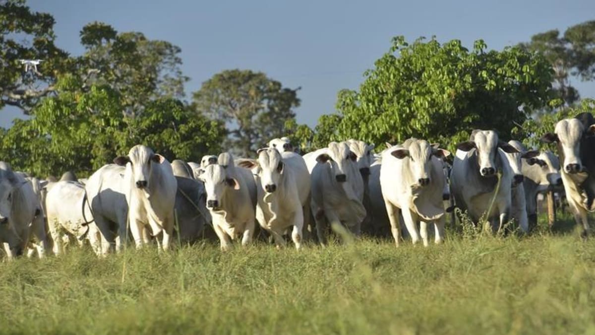 Indicador do boi gordo avança 0,87% em maio com apoio das exportações