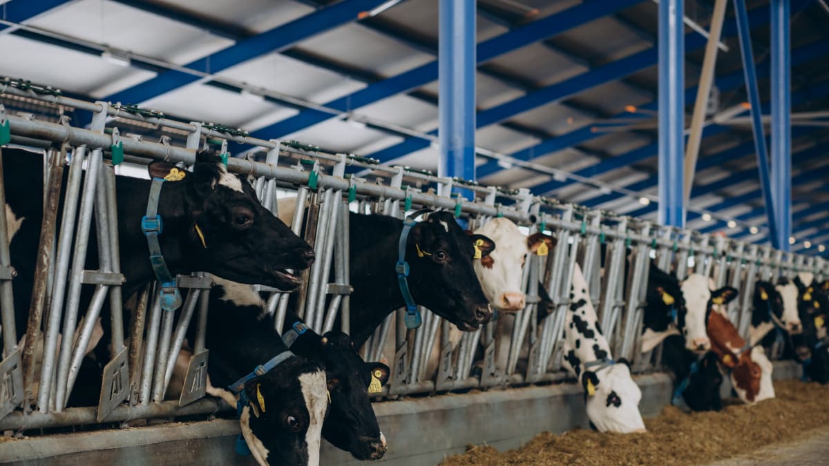 Mais da metade das fazendas de alto rendimento já usam monitoramento de vacas em lactação