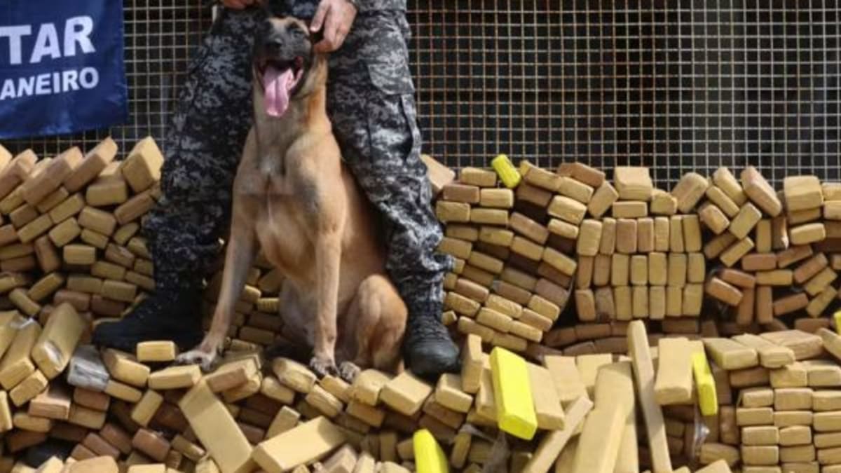 Hulk será o primeiro cachorro a receber maior honraria do Legislativo fluminense