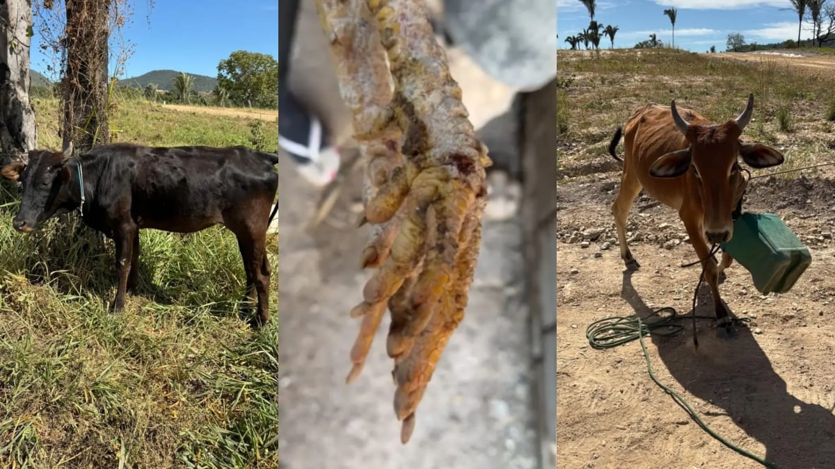 Polícia encontra espingarda artesanal e animais em condições precárias durante inspeção em propriedade