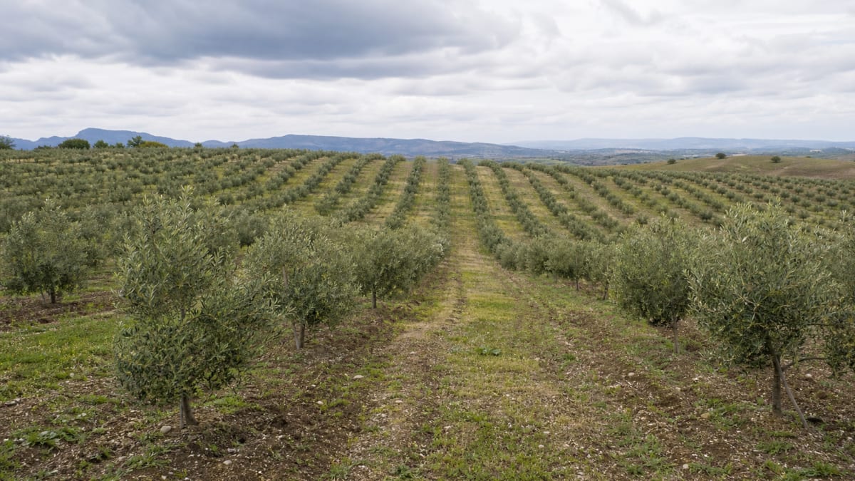 Estudo identifica 69 municípios do Paraná com clima favorável para cultivo comercial de oliveiras