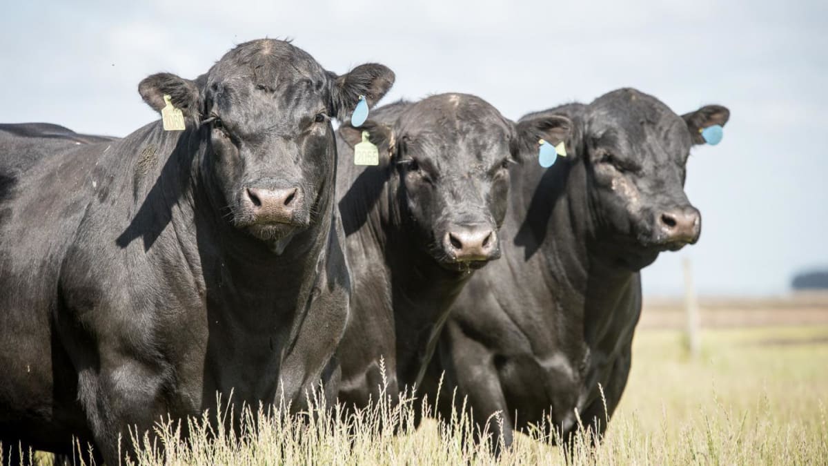 Comercialização de sêmen Angus cresce acima da média em Rondônia