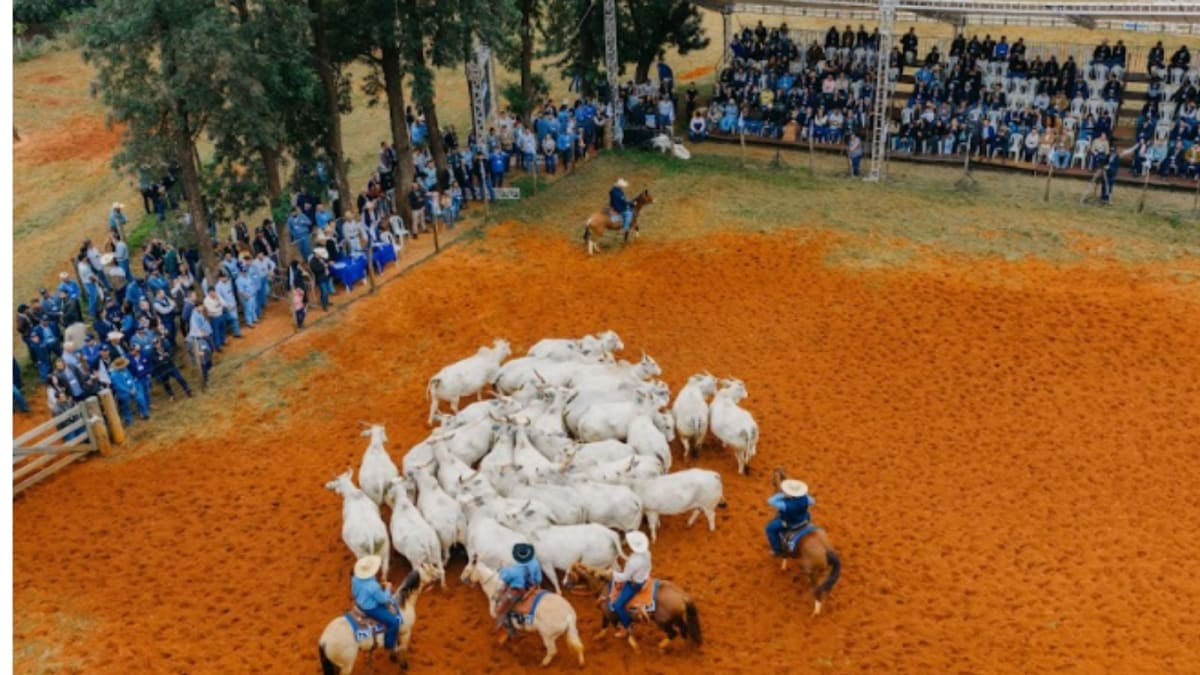 Agropecuária Maragogipe adota ultrassonografia para seleção de gado e aprimora genética Nelore