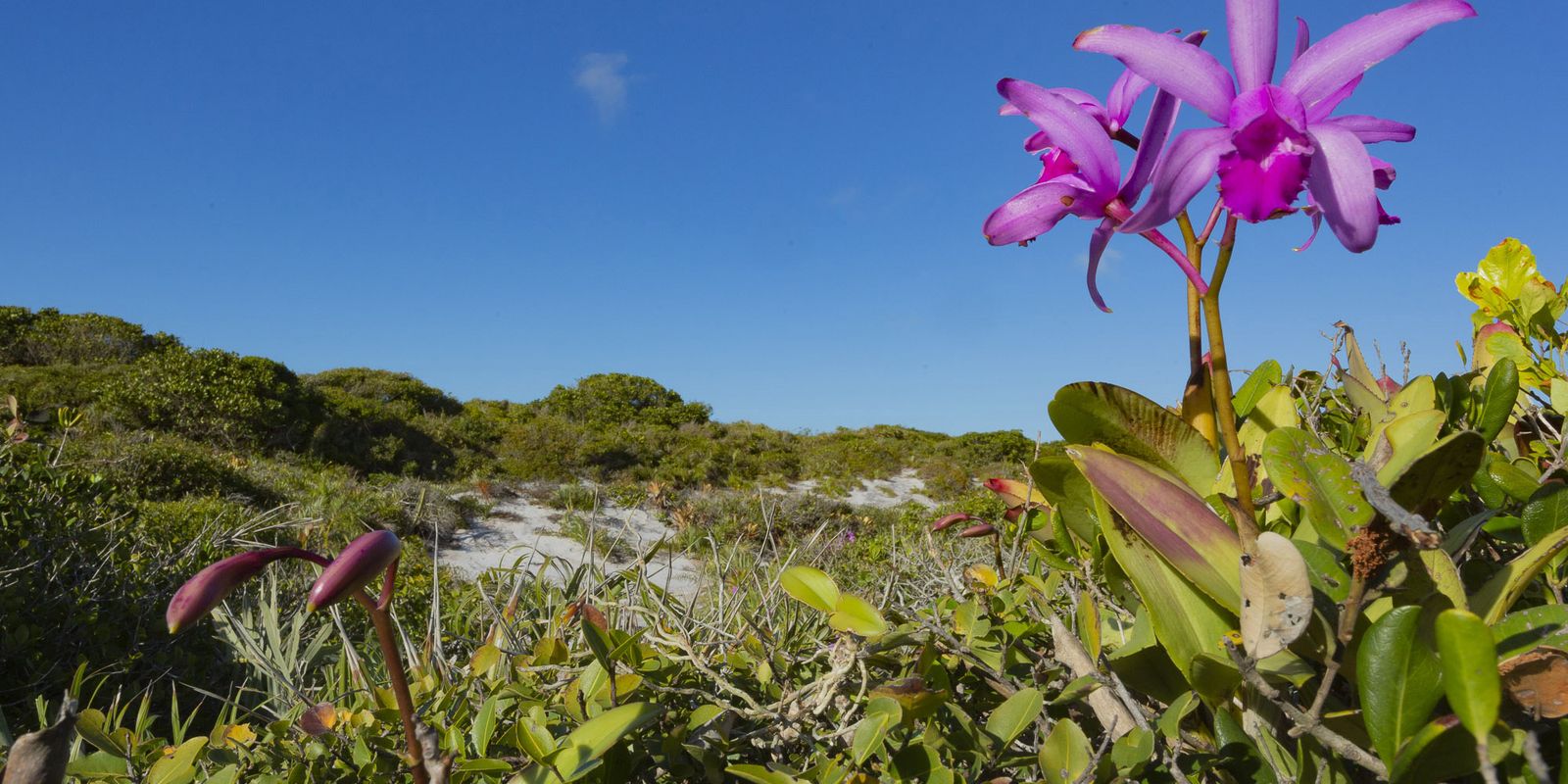 Desmatamento cai na maioria dos biomas brasileiros em 2024