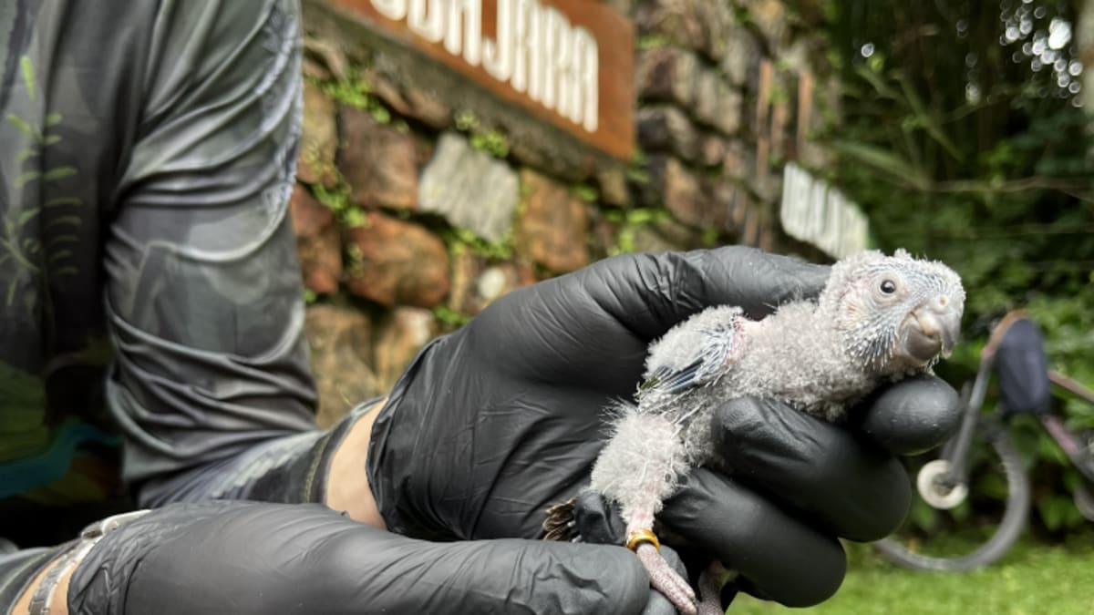Espécie ameaçada retorna à Serra da Ibiapaba após mais de um século