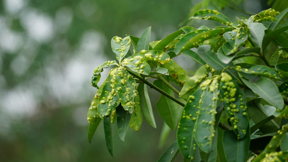 Pesquisadores desenvolvem hidrogéis 3D para controle eficiente de bioativos na agricultura