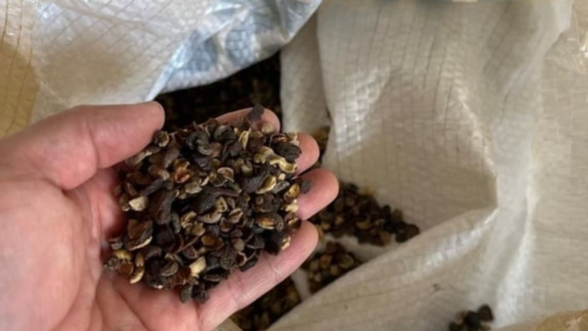 Força-tarefa combate adulteração em produtos do setor cafeeiro em sete estados