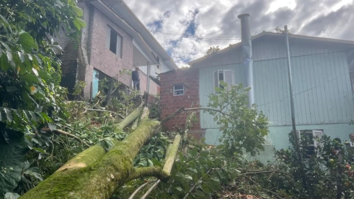 Árvore cai sobre banheiro anexo de casa de madeira e oferece risco a moradores