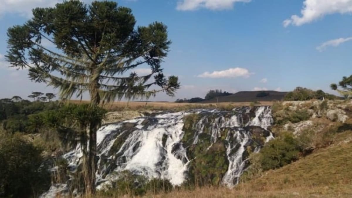 Rio Grande do Sul registra baixa supressão de vegetação nativa em 2023