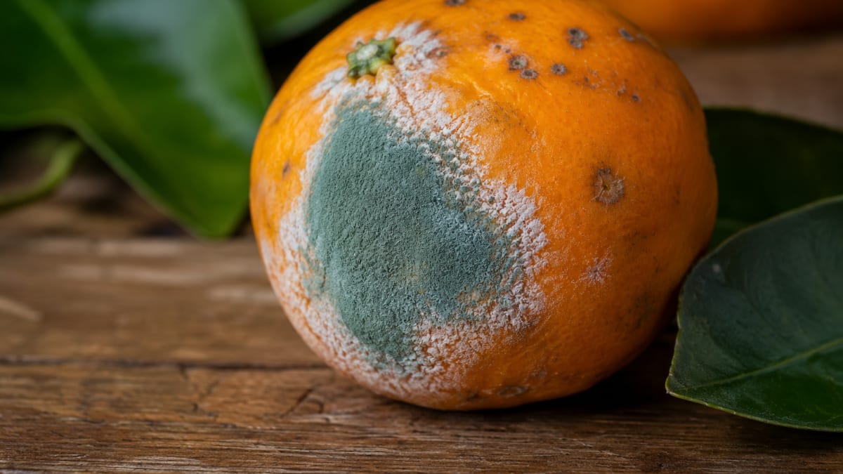 Estudo revela moléculas do fungo Penicillium italicum para combater mofo azul em frutas cítricas