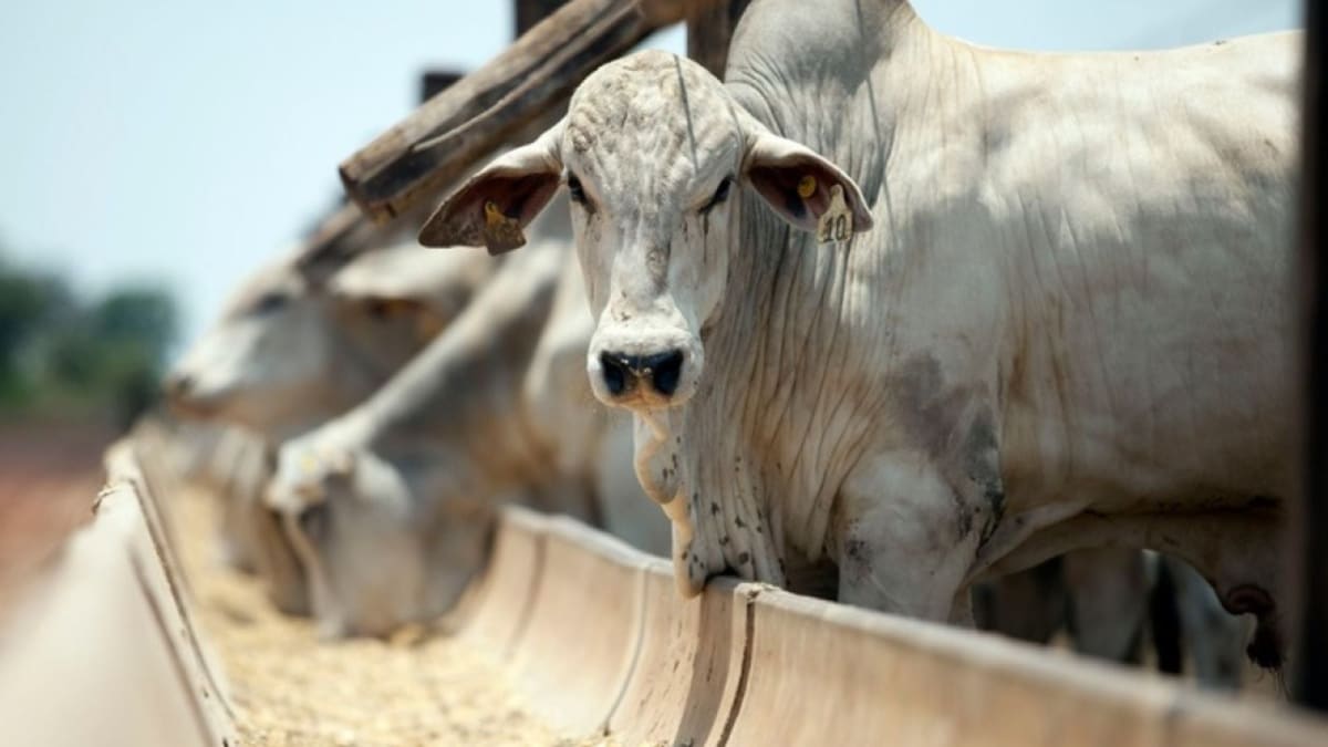 Fórum Internacional da Agropecuária reúne líderes para debater produção, energia e sustentabilidade