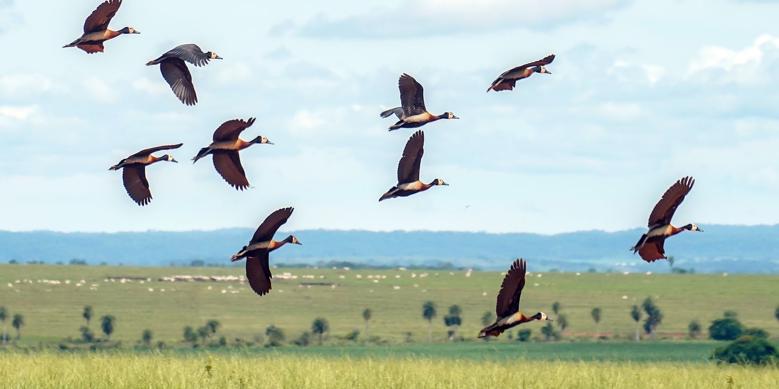 Projeto usa inteligência artificial para decifrar sinais da natureza em Recife