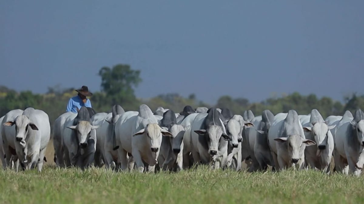 Exportações do agronegócio mineiro somam US$ 5,8 bilhões no primeiro quadrimestre com queda em valor e volume