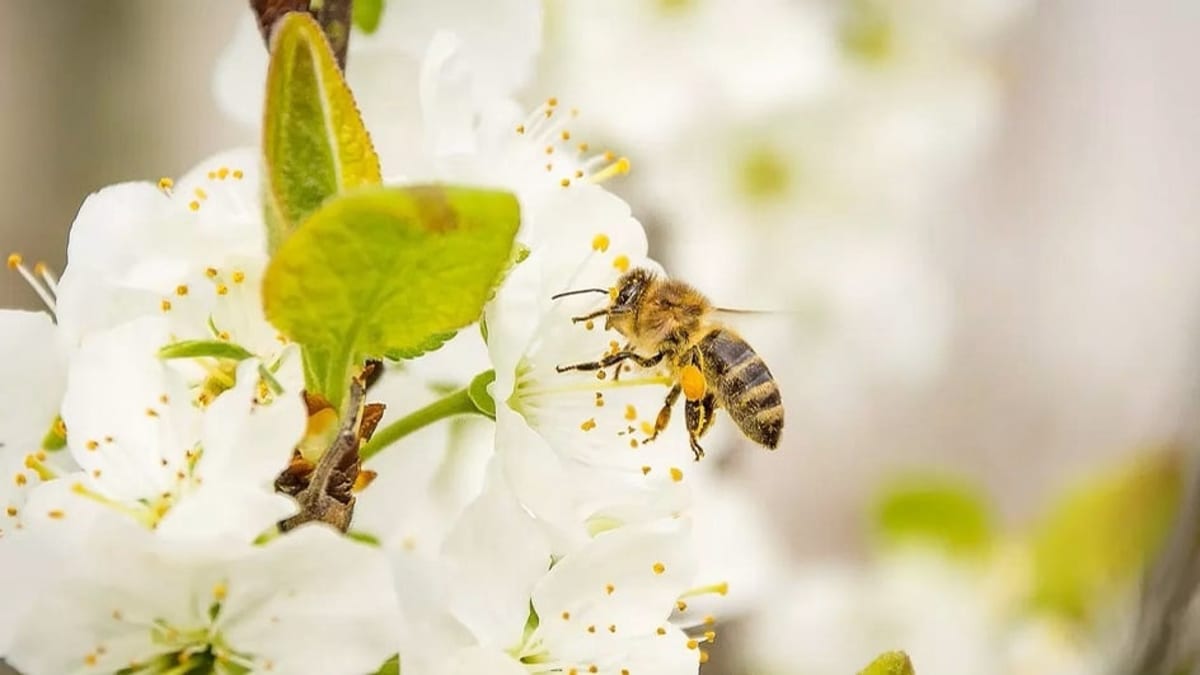 Startup do Noroeste Fluminense usa polinização natural para aumentar produtividade dos cafezais