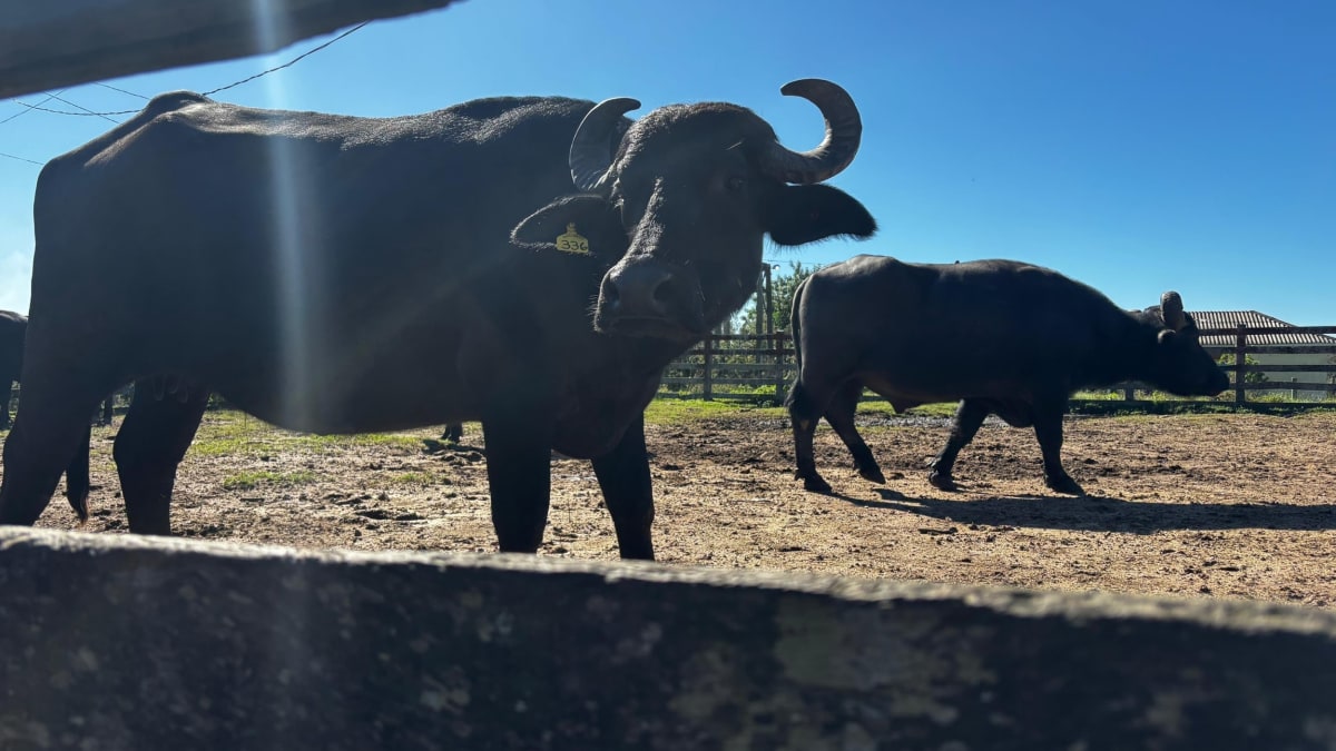 Entidade destaca desafio ambiental específico em Rondônia sem relação com bubalinocultura regular