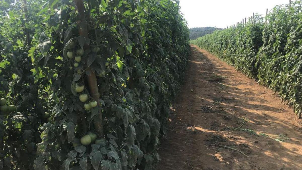 Produtores rurais de Xuri cultivam mais de 22 mil pés de tomate com apoio da Secretaria de Agricultura