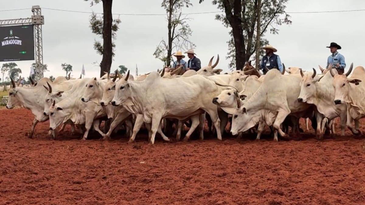 Preço do boi gordo cai 1,34% em maio com mercado travado em MT e MS