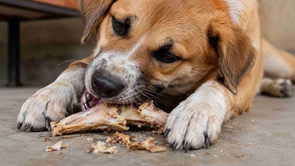 Ossos de galinha representam risco grave para cães devido a fragmentos pontiagudos