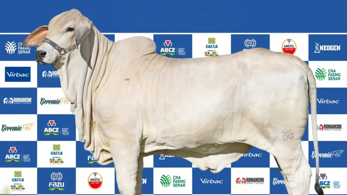 Goiás Genética 2024 estreia na Agrocapital com bezerra avaliada em R$ 1 milhão