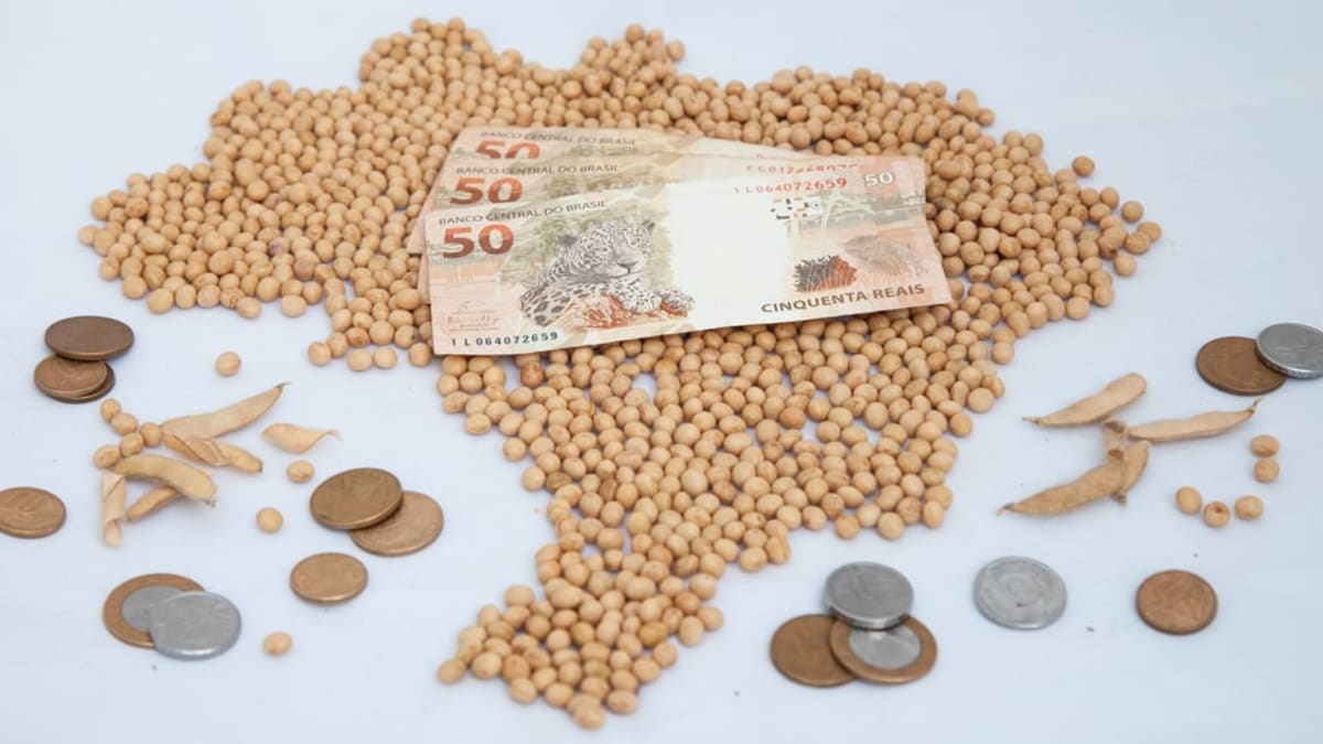 Soja tem preços em queda no Brasil e contratos futuros fecham em baixa na Bolsa de Chicago