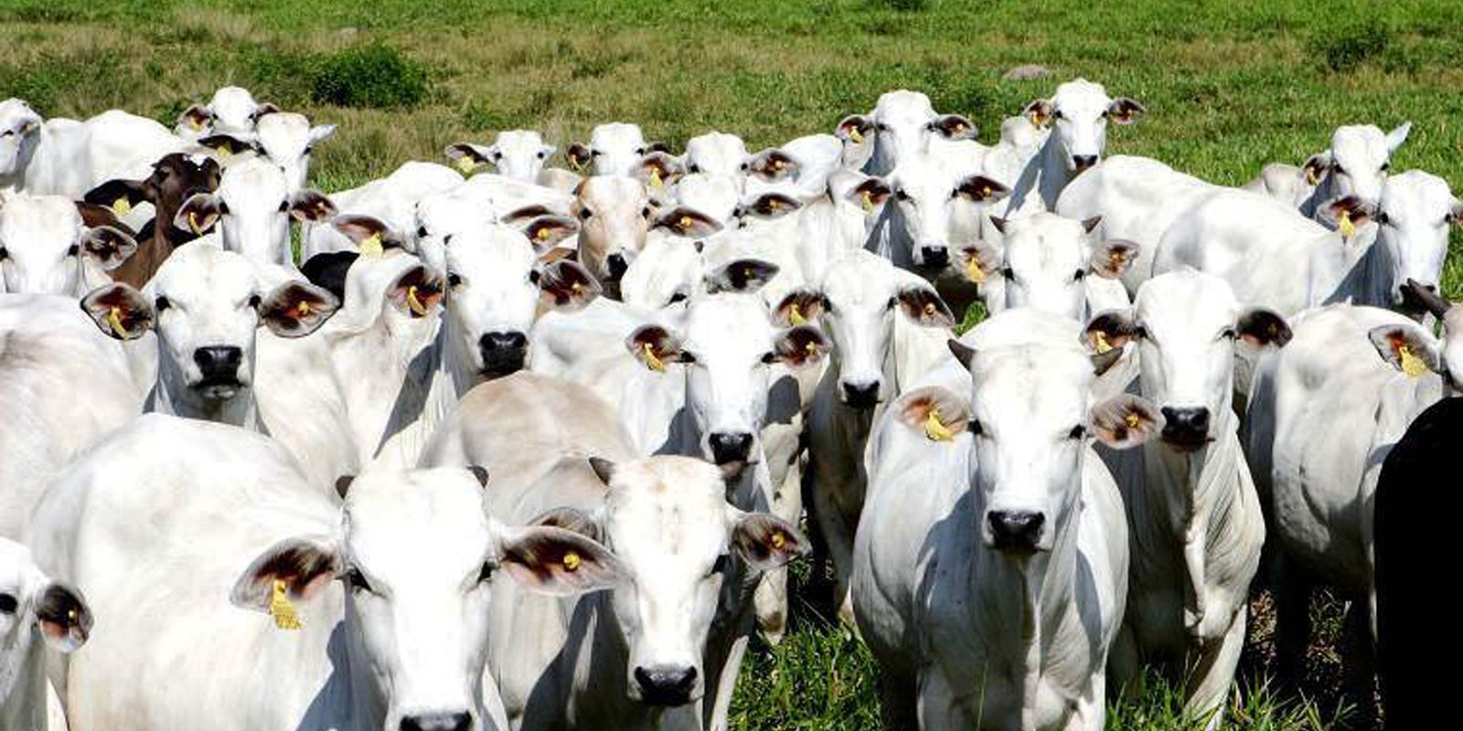China reconhece Brasil como território livre de febre aftosa
