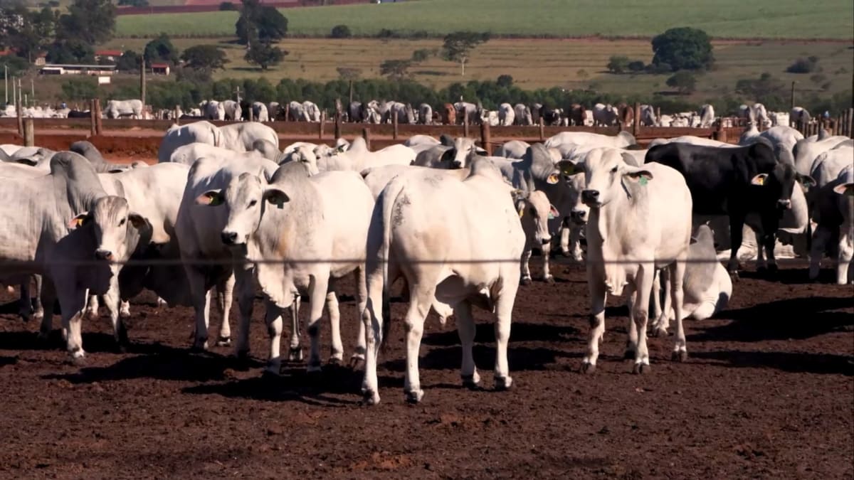china UE e el nino devem pressionar pecuária no