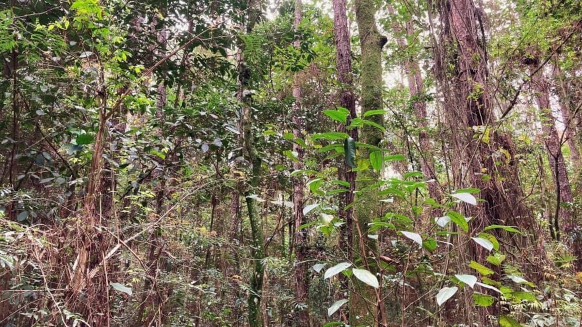 Dia do meio ambiente setor planta 22 milhões de arvores por dia