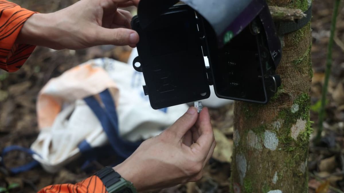 Governo do Rio divulga registros inéditos da fauna em áreas restauradas