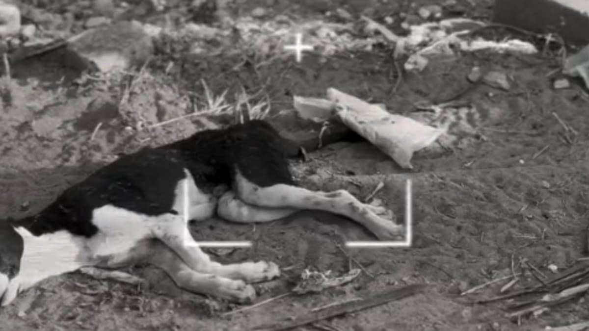 Cães encontrados mortos em Colatina passam por necropsia e exames toxicológicos