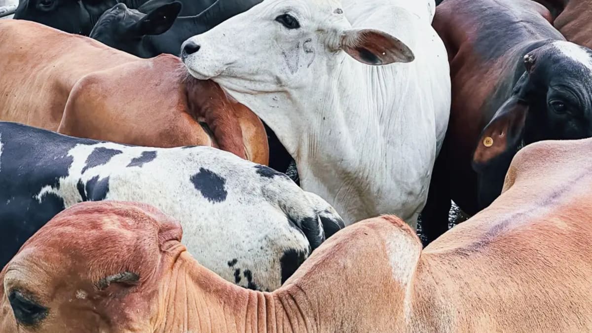10 mil produtores rurais podem ser beneficiados com perdão de dívida do Governo de Goiás