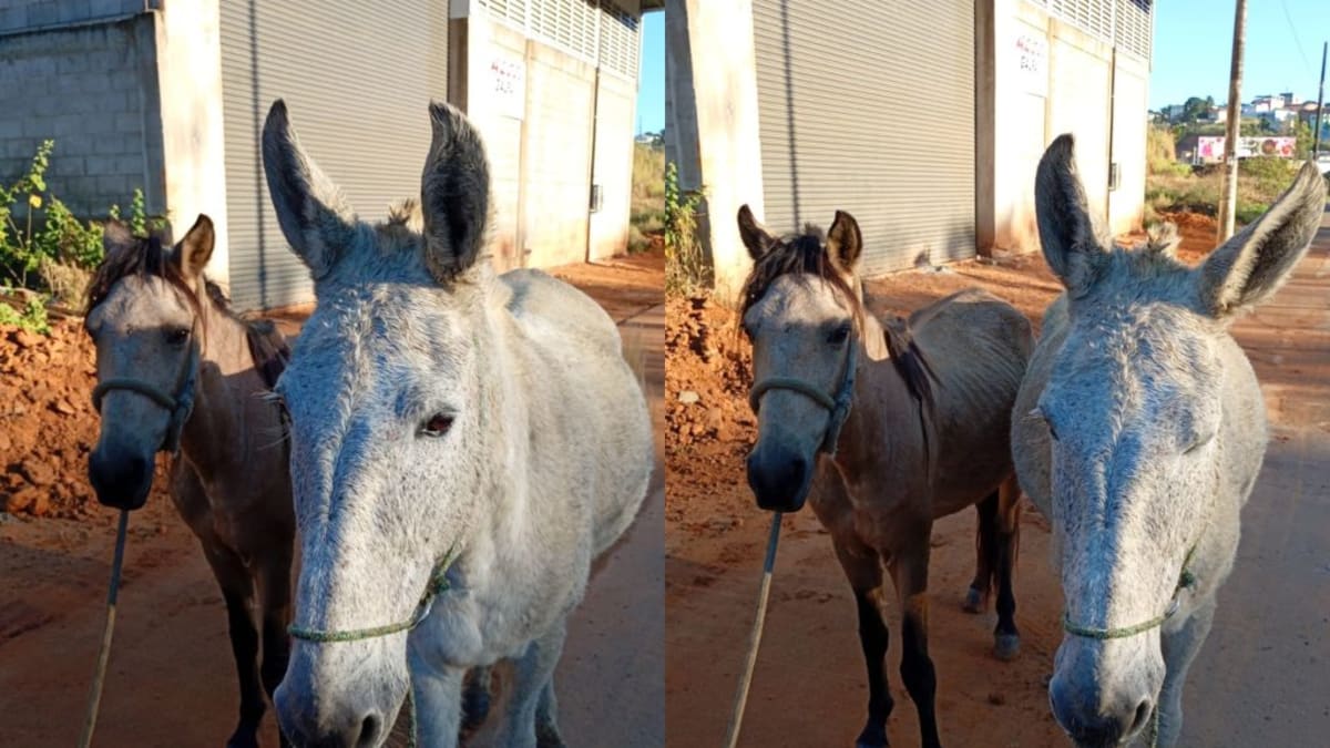 Cavalos soltos na Rodovia Leste-Oeste são recolhidos após colocarem trânsito em risco