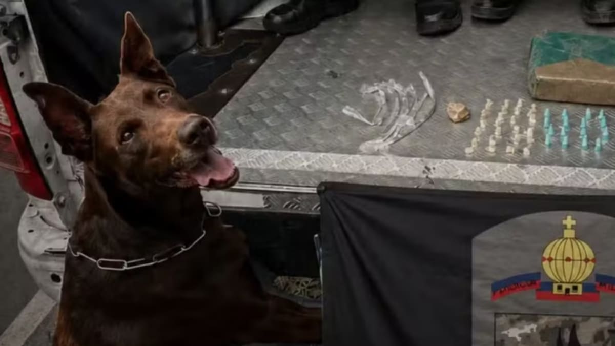 Cadela da PM fica gravemente ferida após ser atropelada por suspeitos em fuga em Vila Velha