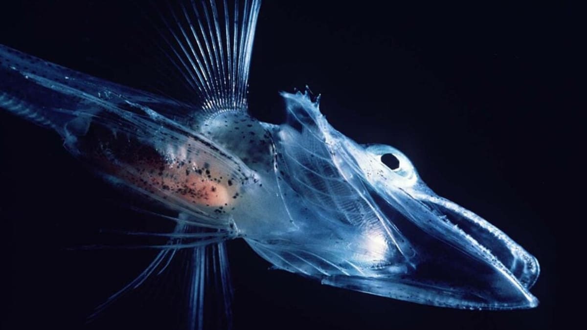Entenda como um grupo de peixes dominou o oceano mais frio da terra