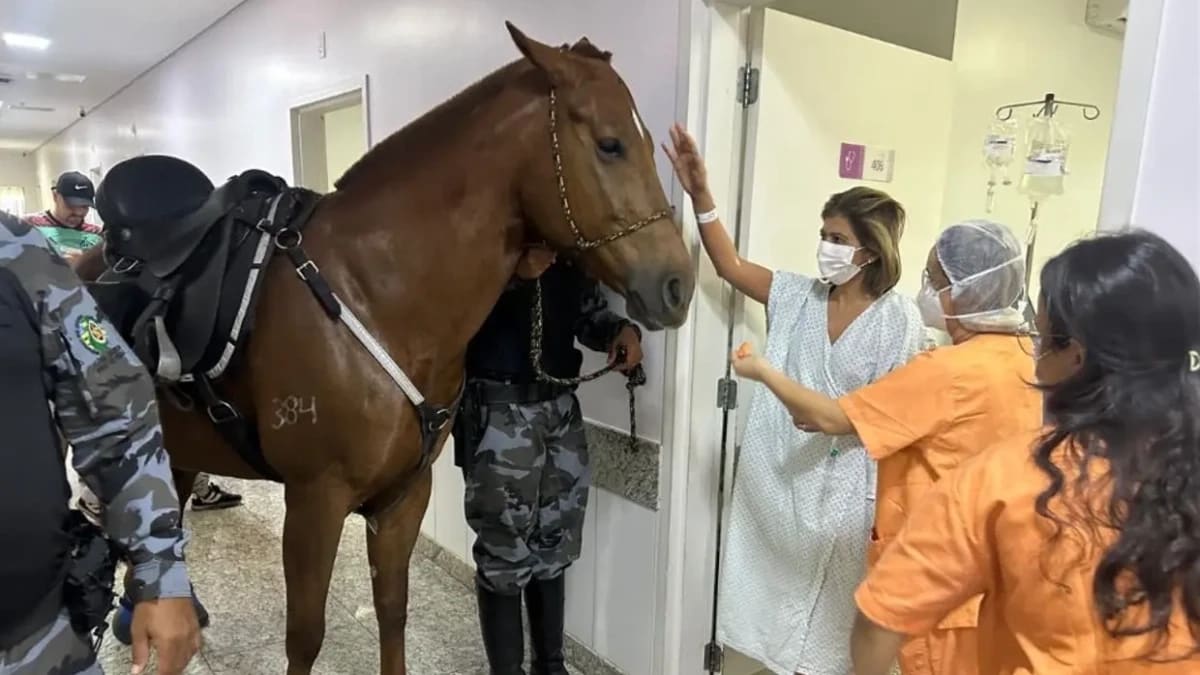 Cavalos entram em hospital de Aparecida e ajudam a transformar rotina de pacientes internados