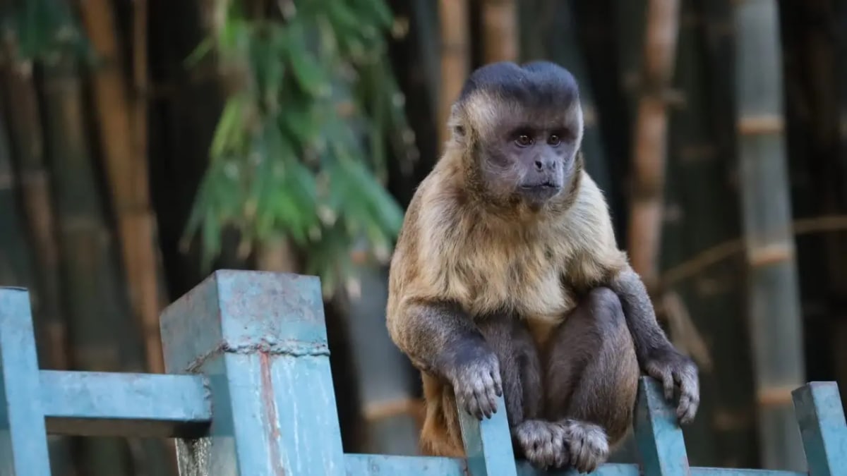 Goiânia contabiliza 66 ocorrências com macacos desde 2025 e reforça alerta à população