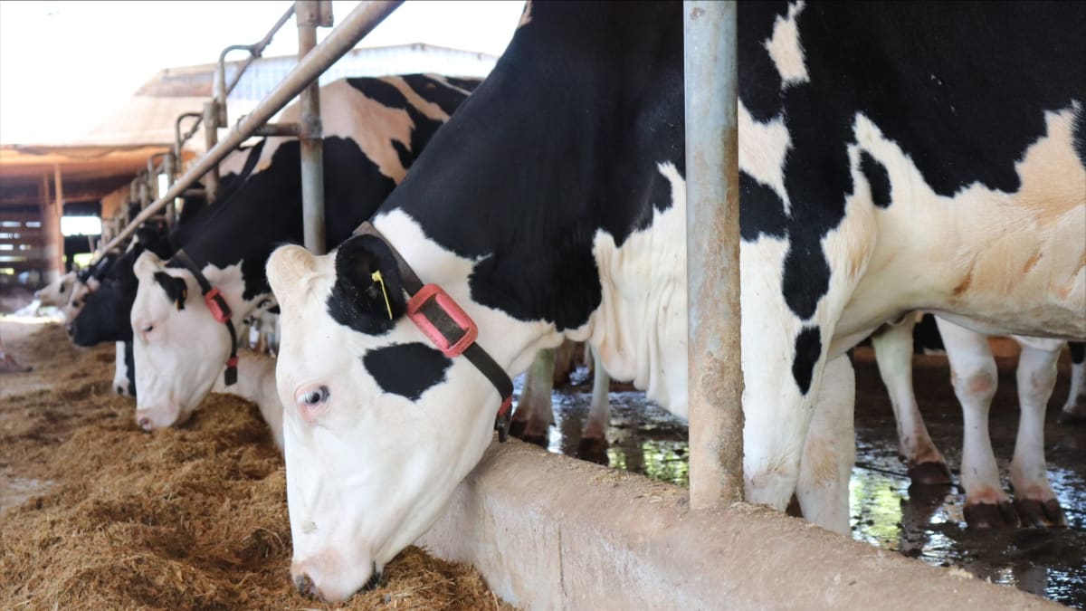 Voce viu apos 12 anos fazenda perde o posto de maior produtora de leite do Brasil