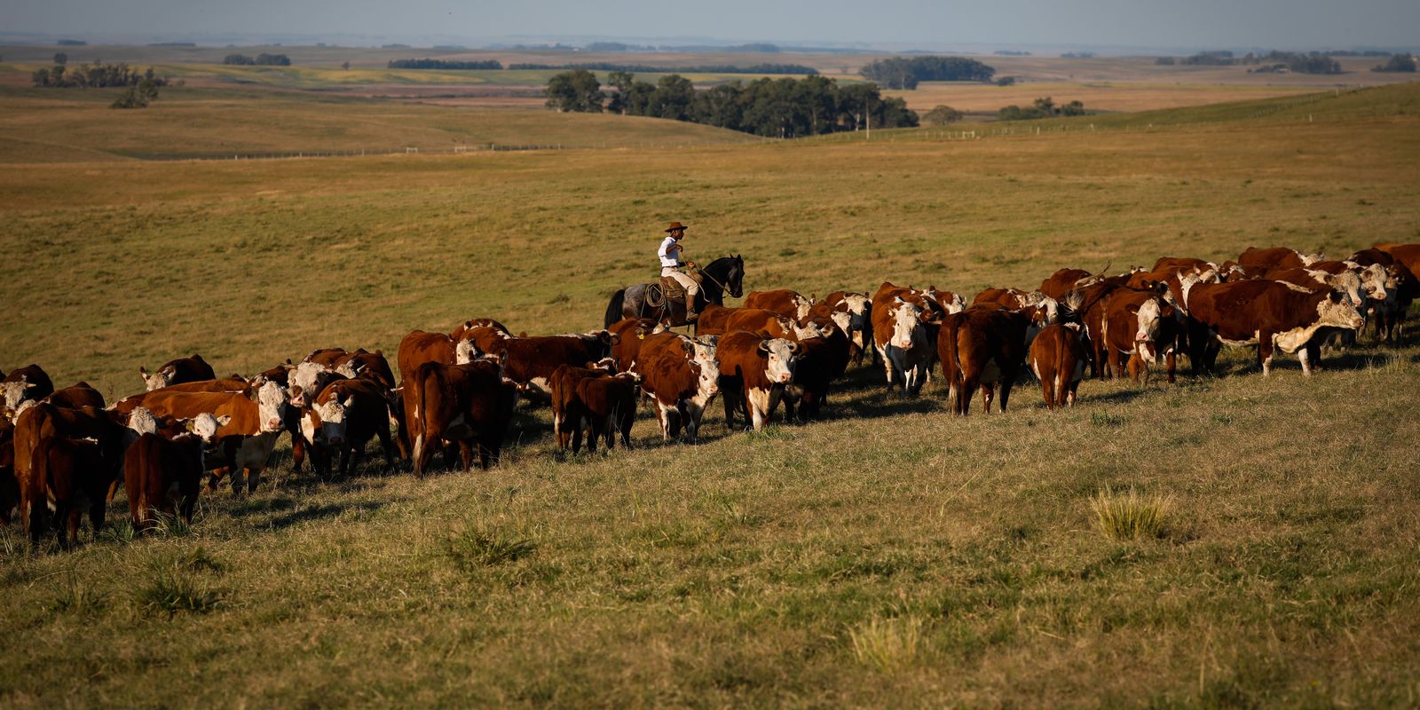 União Europeia restringe importação de carnes, peixe e mel do Brasil