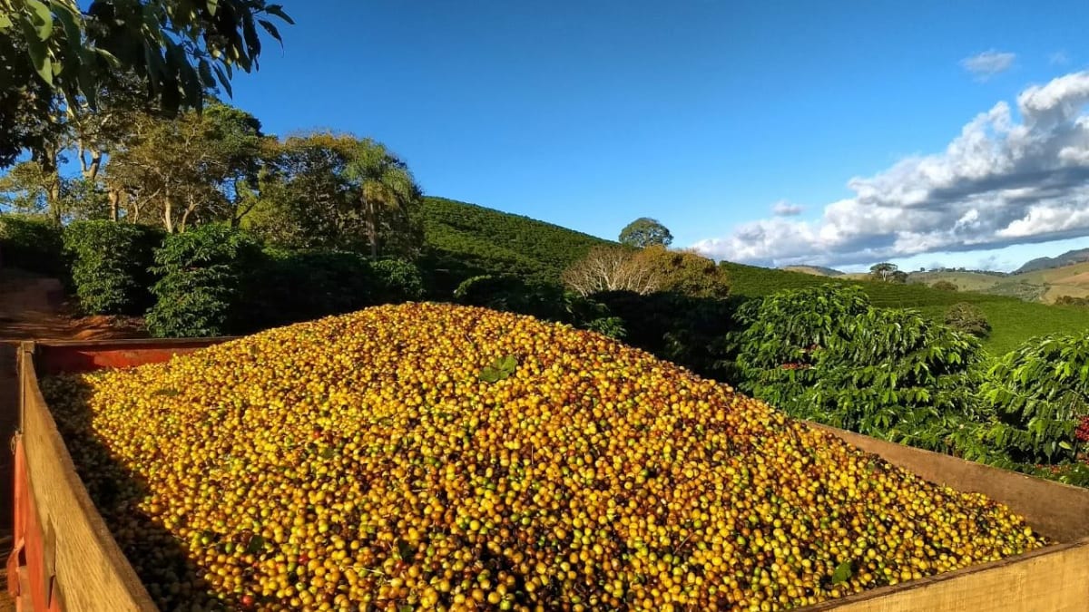 Colheita de cafe avanca no Brasil mas segue abaixo do ritmo historico