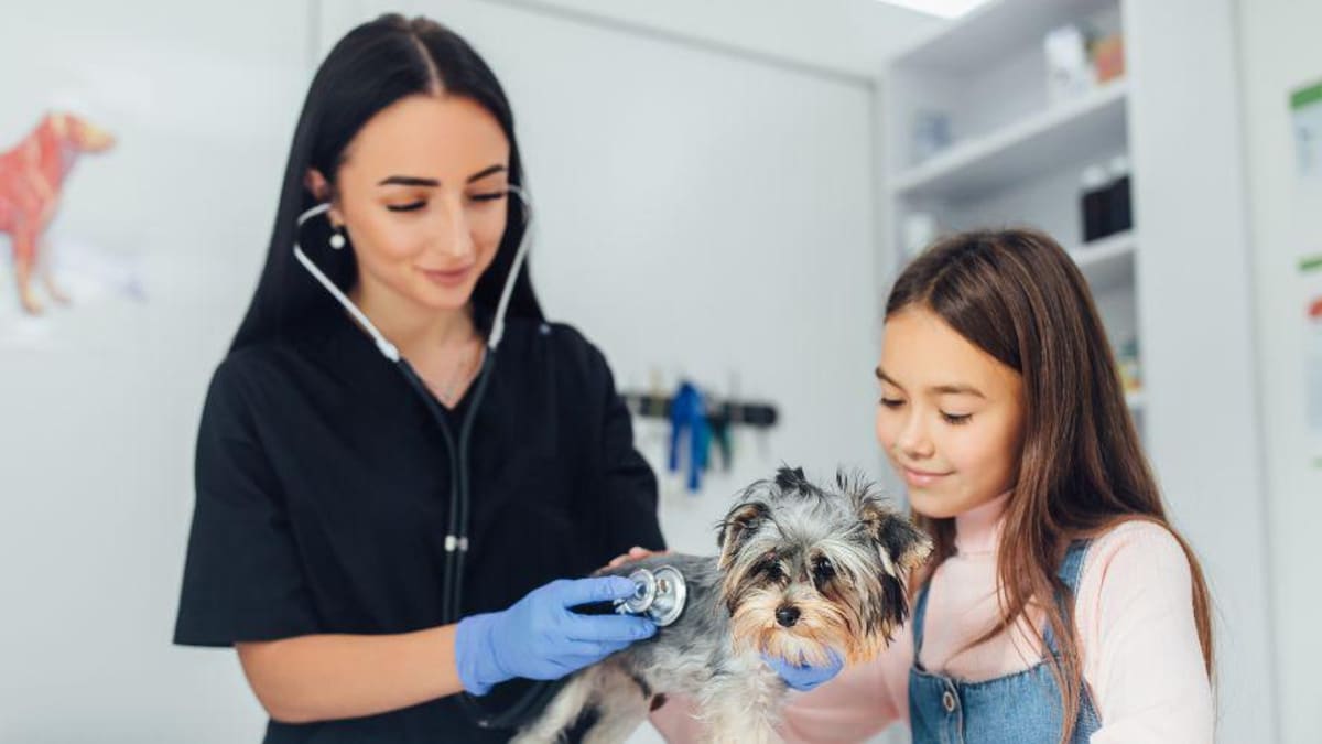 ​Esporotricose: saiba onde buscar atendimento para pessoas e animais