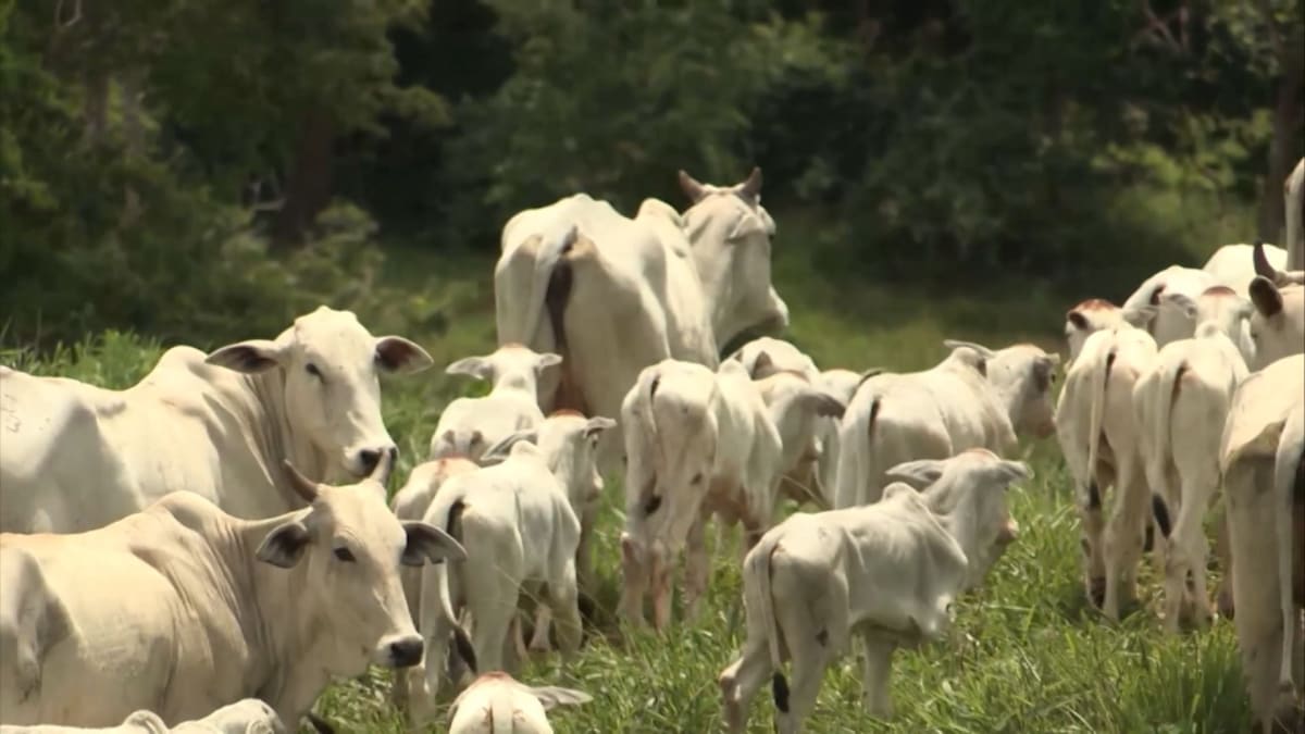 Apos feriado mercado do boi gordo retoma negocios com precos firmes