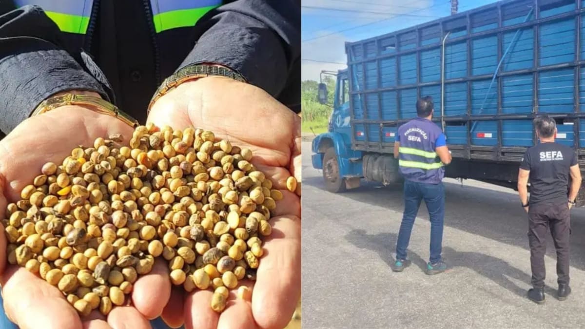 Fiscalizacao apreende quase 38 toneladas de soja e 29 cabecas de gado no para