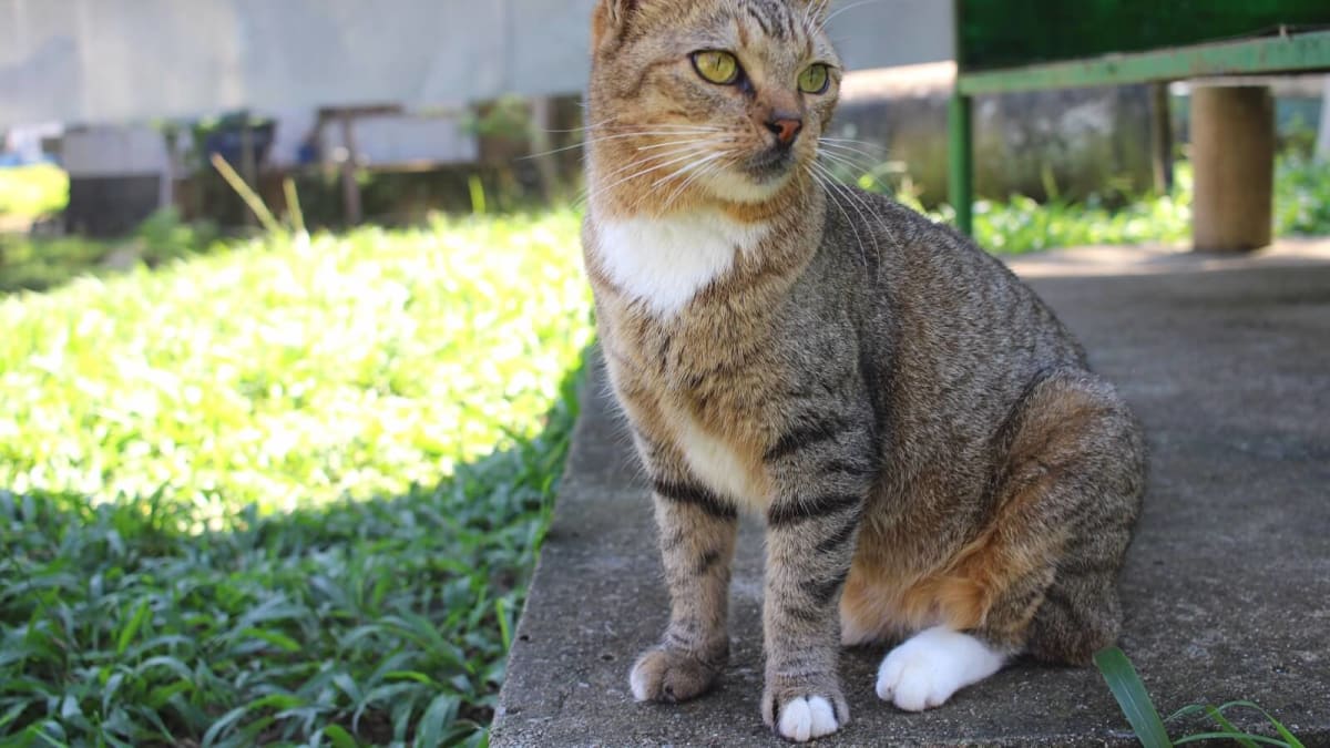 Homem é preso após arremessar gato em Bento Ribeiro