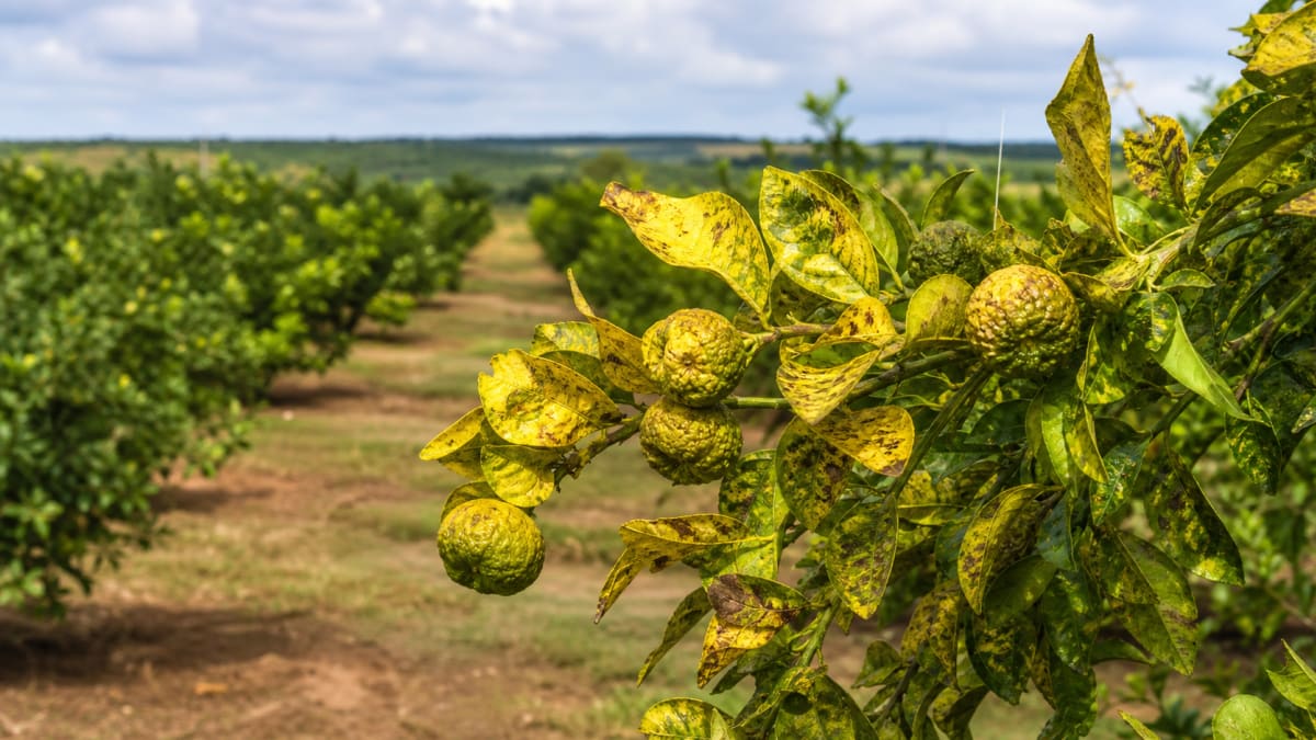 Mapa confirma primeiros casos de greening em citros no rio grande do sul