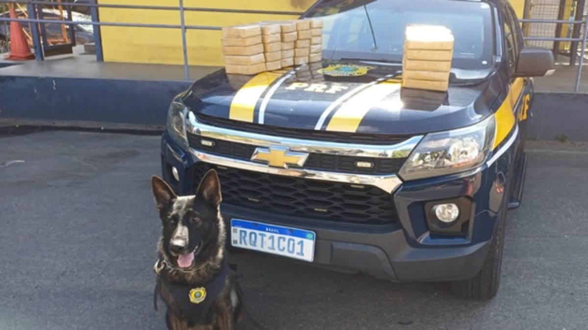 Cão farejador da PRF descobre 52 kg de pasta base de cocaína escondidos em fundo falso de picape