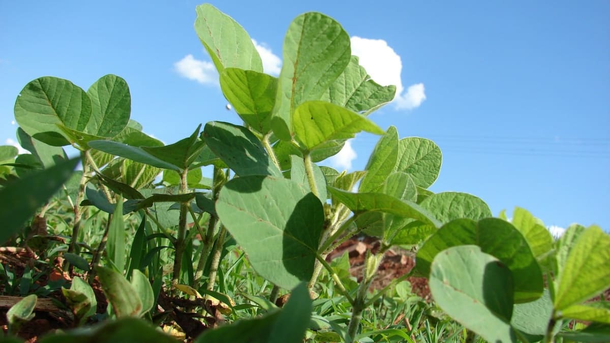 Exportacoes de soja em mt somam 455 milhões de t em maio aponta imea