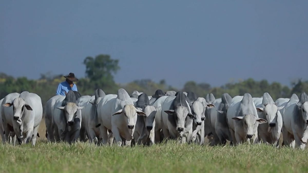 boi gordo acumula alta em junho com oferta limitada de animais aponte Cepea
