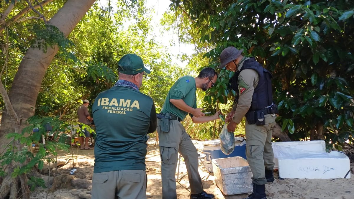 Ibama aplica R$ 135 mil em multas e resgata tartarugas durante operação no norte de Goiás