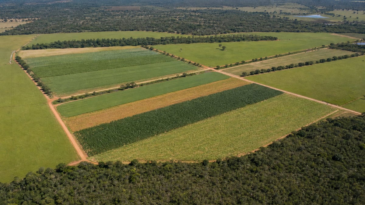 missao do suriname visita Embrapa cerrados para conhecer agricultura tropical