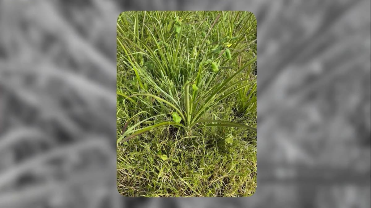 Voce conhece a macambira planta pode causar prejuizos ao pasto veja como combate la