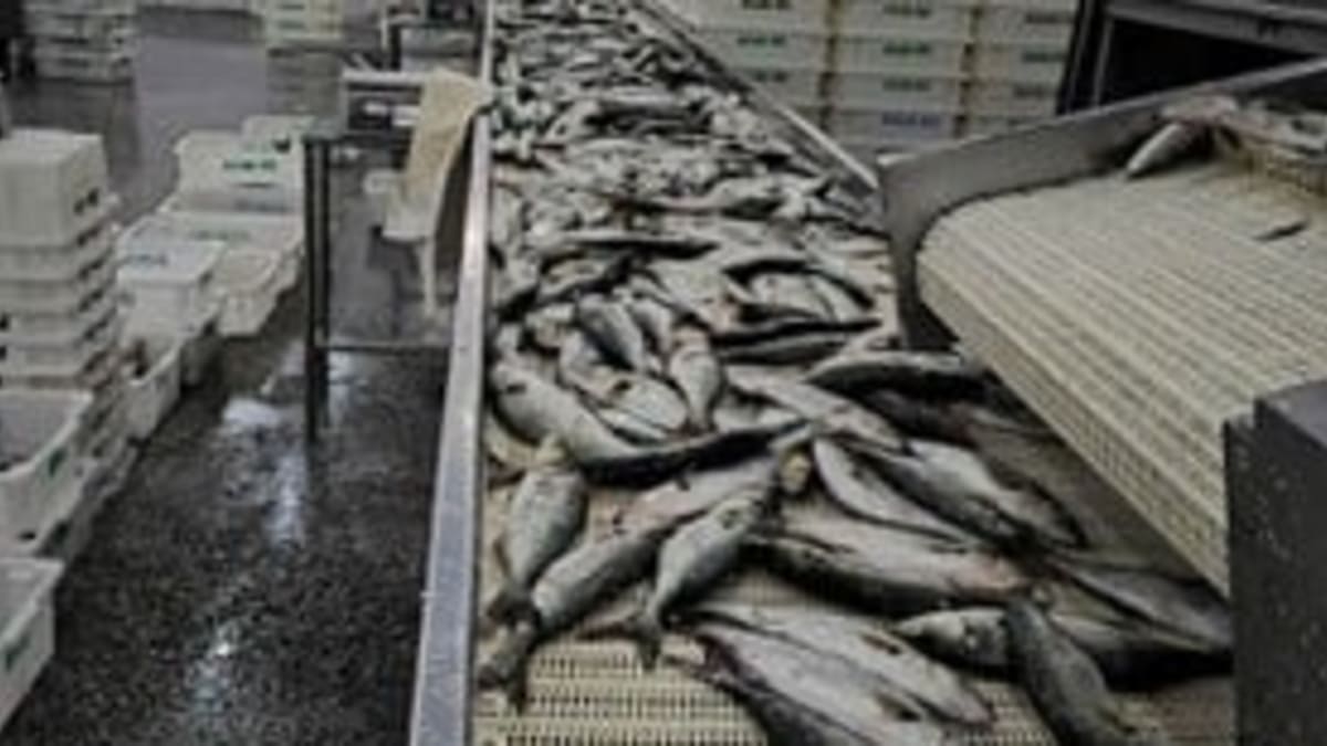 Operacao intensifica combate a pesca ilegal e apreende mais de 100 toneladas de pescado
